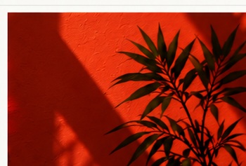 Dark leafy plant casting shadows against a sunlit terracotta wall